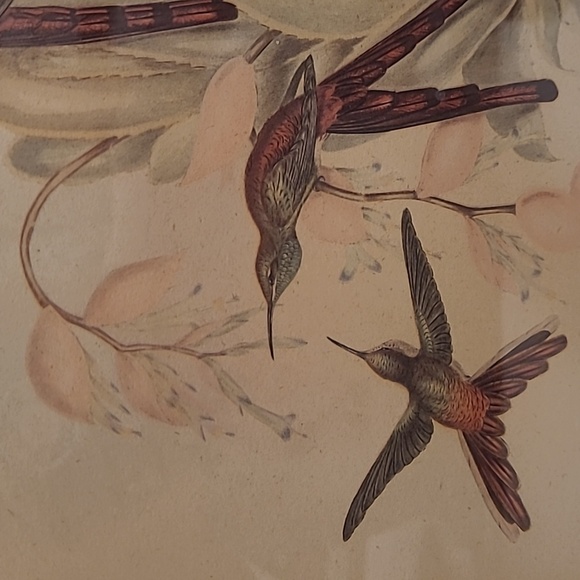 J. Gould and HC Richter Comete Phaon Hummingbirds Lithograph - Picture 6 of 17